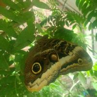 Butterfly Garden at the Museum of Science, Boston - East Cambridge - 5 tips