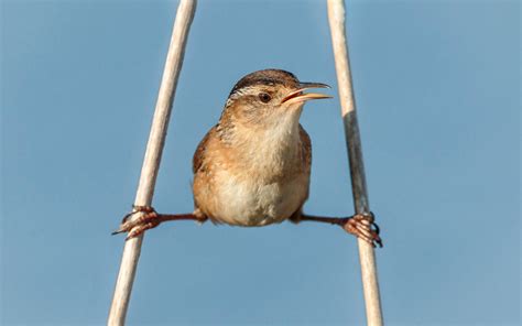 Marsh Wren | Audubon Field Guide