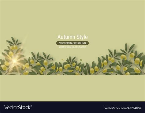 Olive tree branch Royalty Free Vector Image - VectorStock