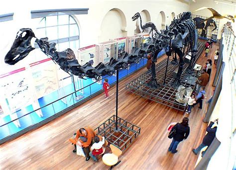 Diplodocus Skeleton - Fossils & Bones - Dinosaur Pictures, Photos & Facts