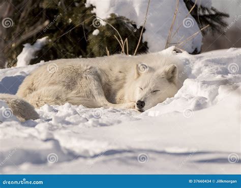 White Wolf Sleeping In Snow Stock Photo - Image: 37660434