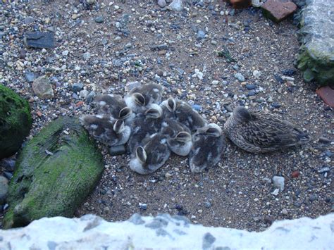 Gadwall Ducklings - The HUDSON RIVER PARK Companion