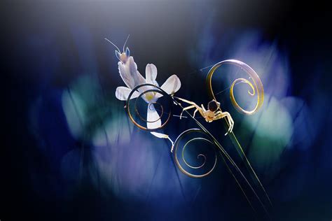 Orchid Mantis With Spider Photograph by Andri Priyadi - Fine Art America