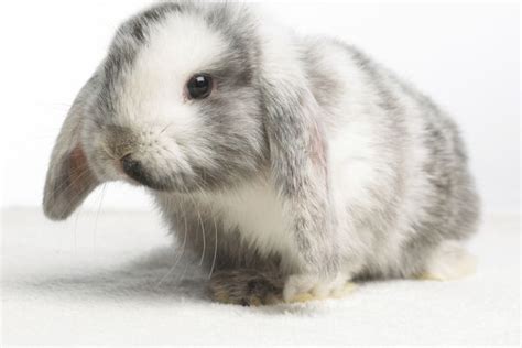 An Overview of Rabbit Fur Colors and Patterns