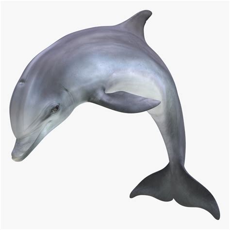 dolphin pose 2 3d model