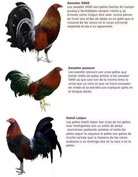 Razas De Gallos De Pelea Y Sus Nombres