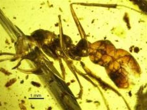 Ancient Fossil Shows Prehistoric "hell Ant" Using Peculiar Scythe To Kill Prey - Health Thoroughfare