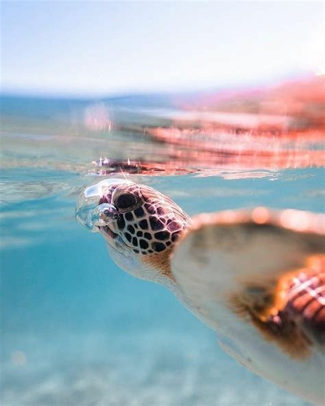 Sea Turtle | Turtle wallpaper, Beautiful sea creatures, Cute wild animals