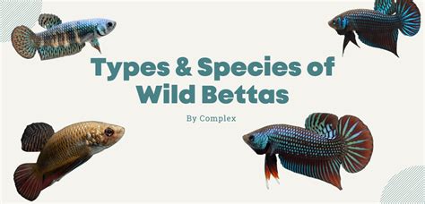 Types & Species Of Wild Bettas By Complex | Wild Aquarist