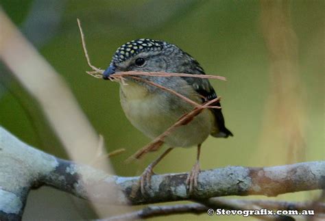 Spotted Pardalote - Pardalotus punctatus - Stevografix