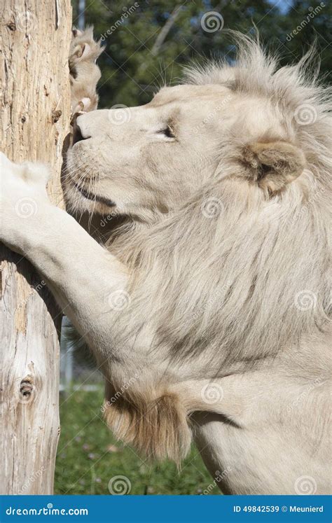 Timbavati white lion stock image. Image of africa, carnivore - 49842539