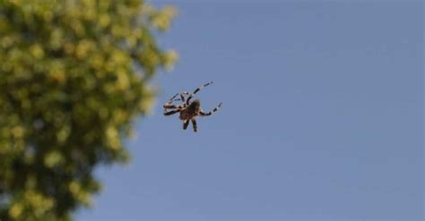 Joro Spider Ballooning: How this Technique Creates Flying Spiders - IMP WORLD