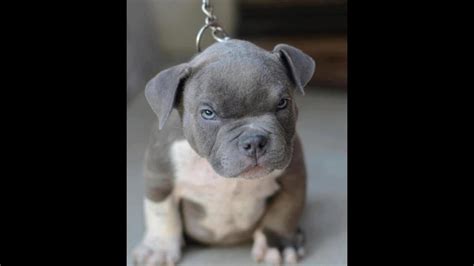 Angry Pitbull and Cane Corso Mix Puppy - YouTube