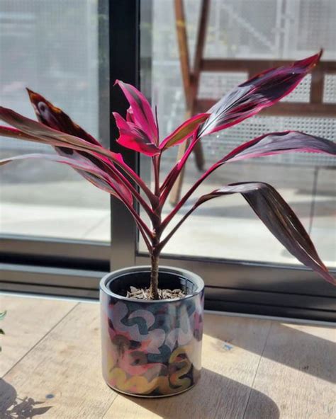 19 Sexiest Burgundy Houseplants | Burgundy Color Indoor Plants – Best ...