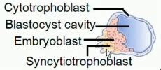 Formation Of Germ Layers Flashcards | Quizlet