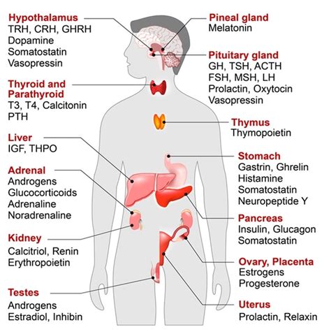 Endocrine Glands Diagram For Kids