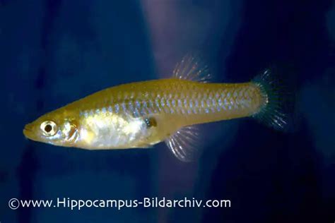 Gambusia affinis (Western Mosquitofish) — Seriously Fish