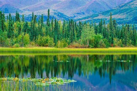 Boreal Forest - Pacific Birds Habitat Joint Venture