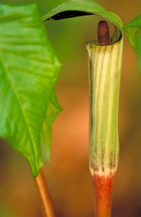 Free picture: jack, pulpit, plant, flower, arisaema, triphyllum