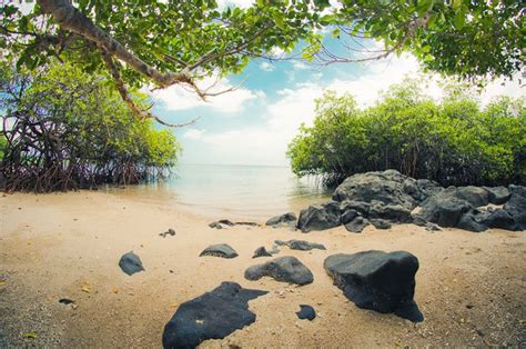 pantai bama | Pantai, Gerbang taman, Taman nasional