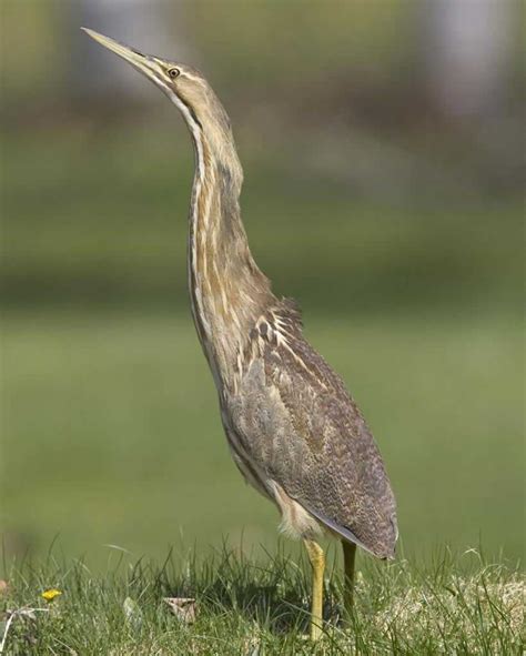 American Bittern – Maryland Ornithological Society