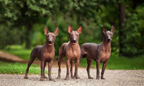 Xoloitzcuintli Dog Breed: Characteristics, Care & Photos | BeChewy