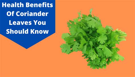 Coriander Benefits: Top 10 Health Benefits Of Coriander Leaves | Livlong