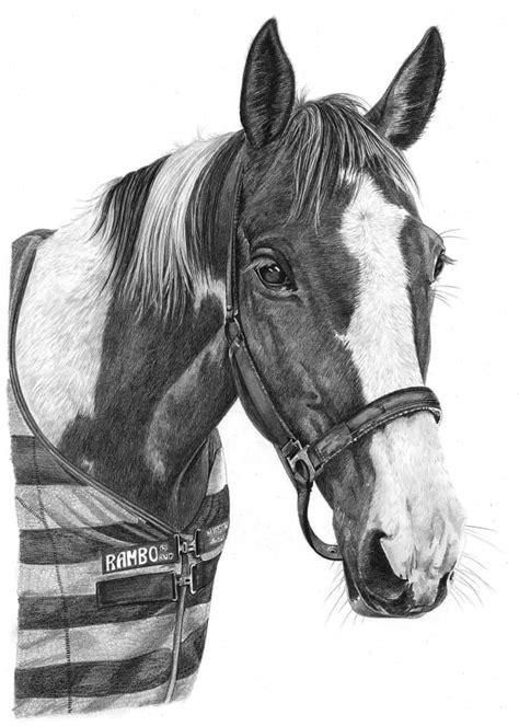 Horse Drawings by Angela of Pencil Sketch Portraits