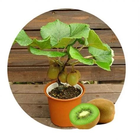 4 Different Bonsai Fruit Seeds 100pcs - Pure Bonsai