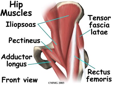 Hip Flexor Muscles Diagram : Hip Flexor Strain Treatment Doctors (Hip Pain Specialists ... / The ...