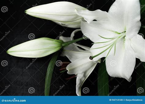 White Lily on a Black Background Stock Photo - Image of green, gift: 94714140