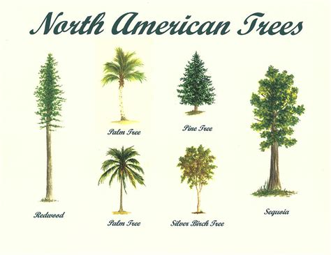 North American Trees Painting by Michael Vigliotti