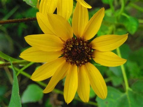 Perennial Sunflower Varieties – Common Perennial Sunflower Plants