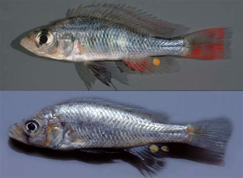 A new fish species from Lake Victoria named in honor of the author of ...