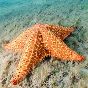 Species in the Spotlight: Sea Stars | Dive Buddies 4 Life