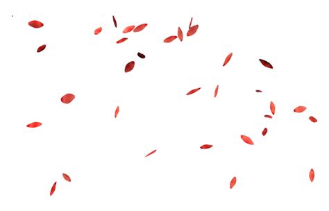 Flower Petals PNG Transparent Images - PNG All