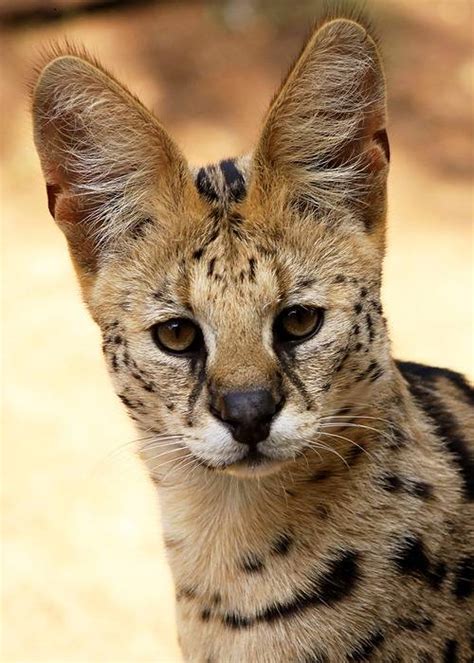 Serval Cat - Animal Facts Encyclopedia