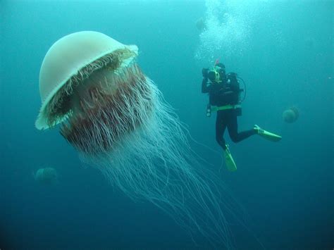 Nomura's jellyfish - they can be up to 6.6 feet in diameter and weigh as much as 440 pounds : pics