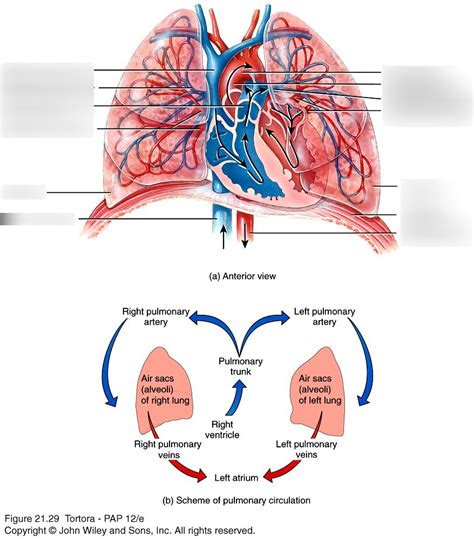 Pulmonary Circulation Diagram | Quizlet