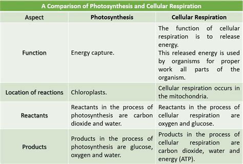 Complete the table comparing photosynthesis and cellular res | Quizlet