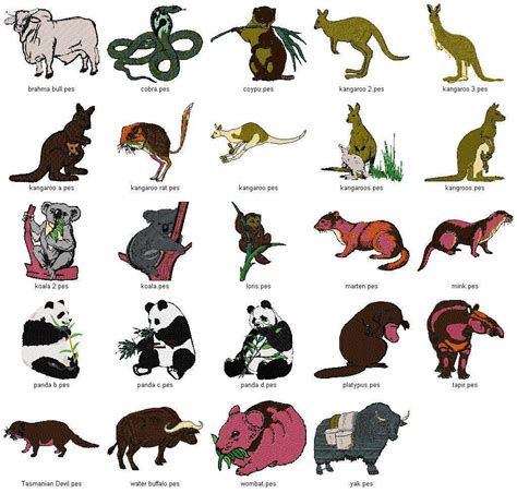 Australian Animals Names