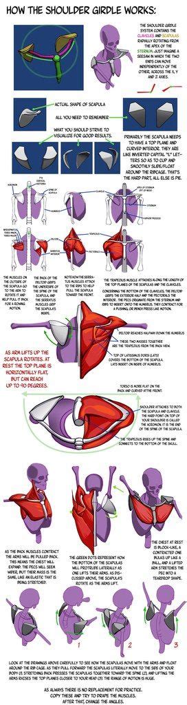 1000+ images about Shoulder Girdle Pain on Pinterest | Triceps, Foam ...