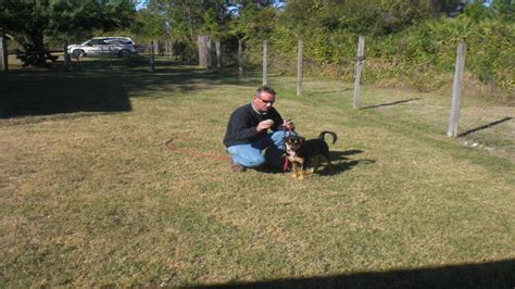 Rottweiler Puppy Training- Puppy Training for Beginners