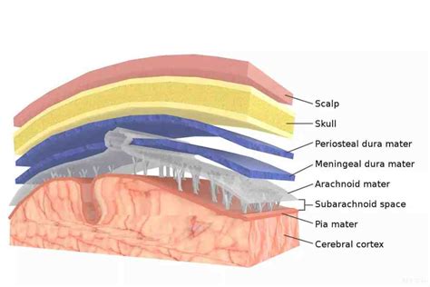 Dura Mater | Location, Function, Size and Dimensions