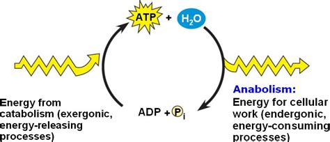 atp_cycle.html 08_12ATPCycle.jpg