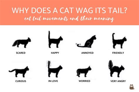 What Does It Mean When Cat Wags Tail - Pet Learners