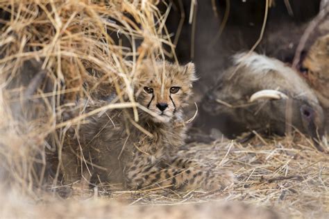 Namibia wildlife Photography Tour, 17-24 March 2018 | Daniel Kordan