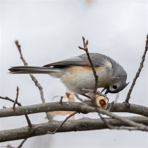 Our Hometown Orioles: Baltimore's Affection For Birds Goes Beyond ...