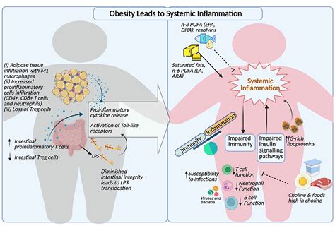 Frontiers | The Interplay of Obesity, Dyslipidemia and Immune Dysfunction: A Brief Overview on ...