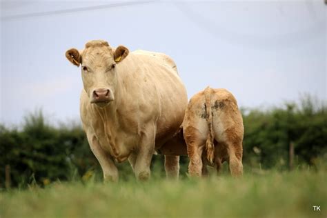 Charolais in Ireland - Irish Charolais Cattle Society